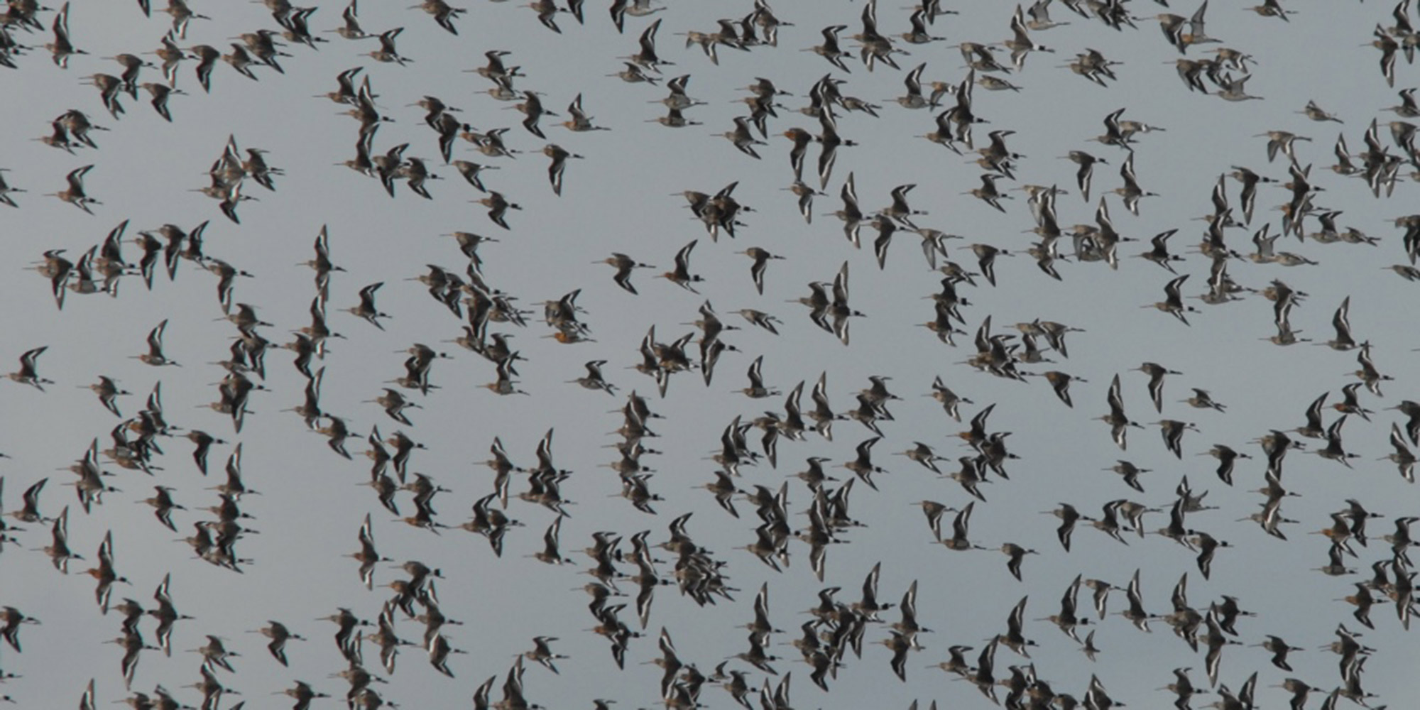 Black tailed Godwit's in flight
